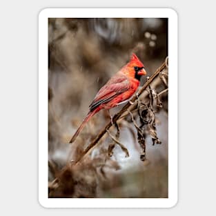 Northern Cardinal Sticker